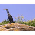 l ile de teviec est habitee ! commune-st_pierre_quiberon-56234