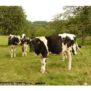 Les vaches en pleine nature