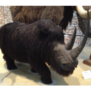 Musée de la Préhistoire de Quinson - Rhinocéros Laineux