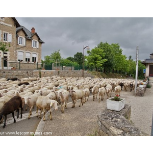 les moutons