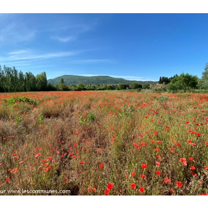 Champ de coquelicots avec vue sur Alleins