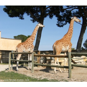 Girafes du zoo de la Barben