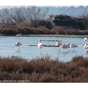Flamands roses, hutte de chasse dans la Petite Camargue.
Il n y a pas de taureaux ici !