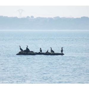 Cormorans  dans les eaux de l Etang de Berre à la Petite Camargue