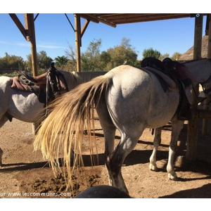 Chevaux de camargues  -Saintes maries de la Mer