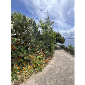 Cargese , vers le port