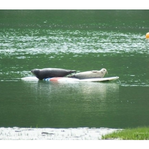 le détail des phoques qui semblent être en couple ( 2 par planche)... le 2eme couple