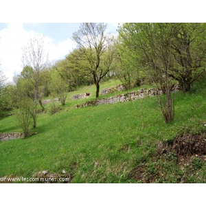 Les anciennes vignes s étendent sur 31,45 hectares.On aperçoit sur l image les murgers ou murets de soutènement qui empêchent la terre de glisser vers le bas.