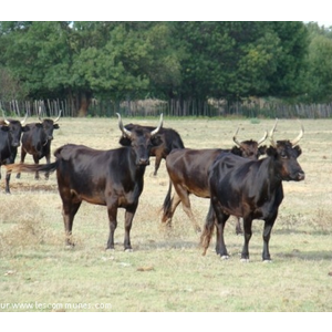 Taureaux de Camargue