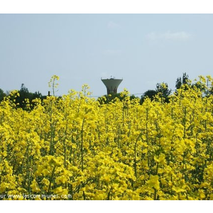 Asnans.Jura.Champ de colza