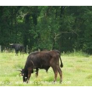 Vaches Pour la Course Landaise