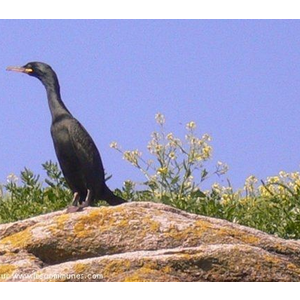 L île de Téviec est habitée !