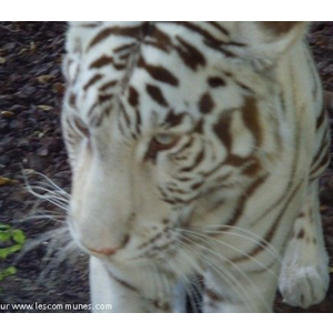 Un tigre au zoo de Maubeuge