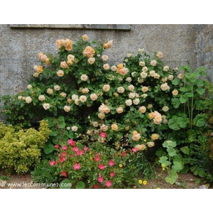 Fleurissement de l Eglise Notre Dame au Coudray-St-Germer le 21 juin 2010