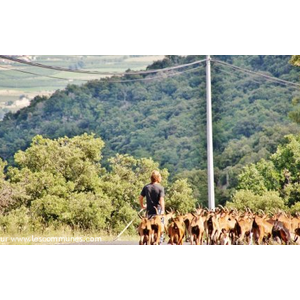 Troupeau de Chèvres 