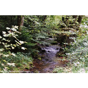 Foret d'Oberhaslach ( Ruisseau )