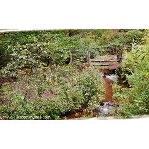 Foret d'Oberhaslach ( Ruisseau )