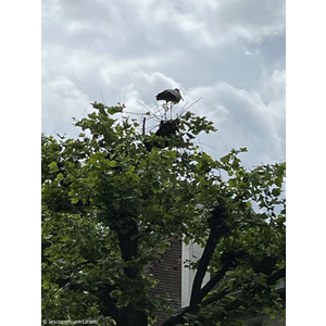 Nid cygogne a Strasbourg