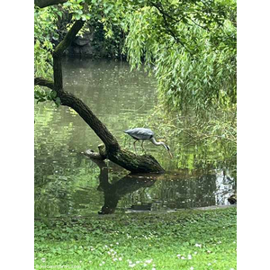 Parc de l orangerie a Strasbourg