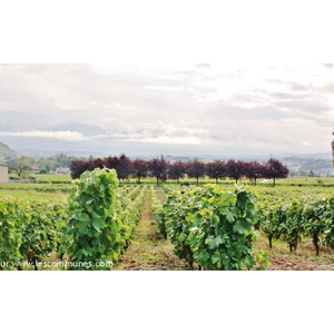 La Campagne ( les Vignes )