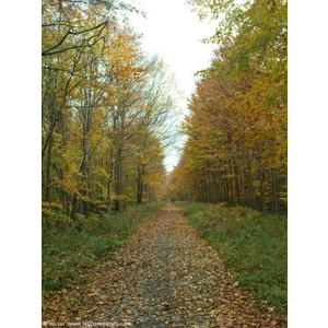 Chemin forestier à Canteleu