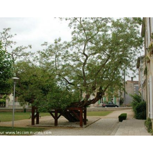 Acacia, arbre plus que centenaire, remarquable deb...