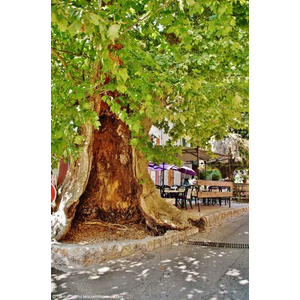 La Commune ( l'Arbre Creux )