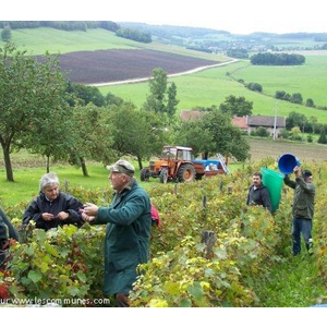 Vendange Evaux et menil