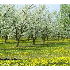 Mirabelliers en fleurs